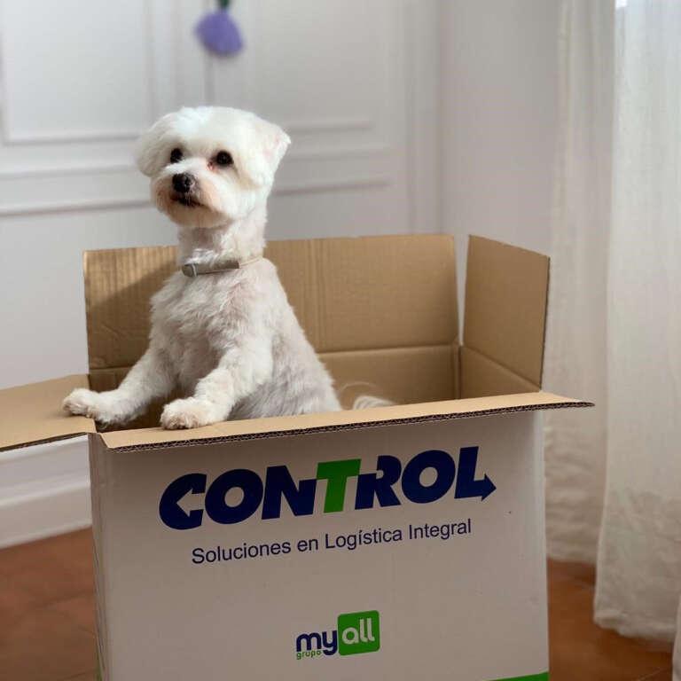 Guidelines for moving with dogs